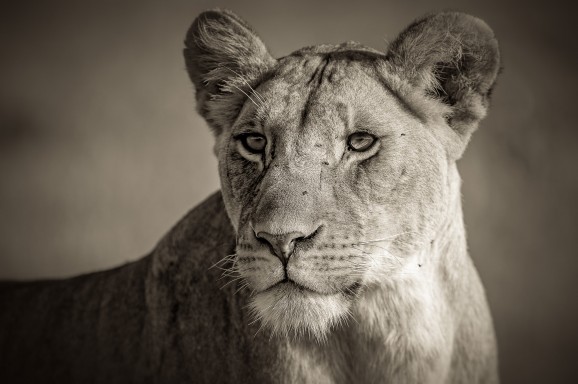Pretty Lioness Monochrome © Marja Schwartz