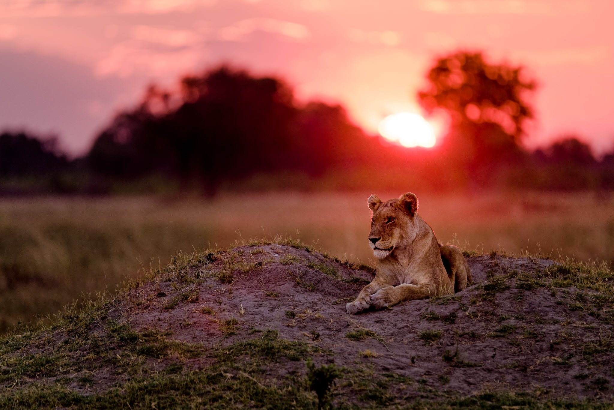 Lioness-@-Sunset