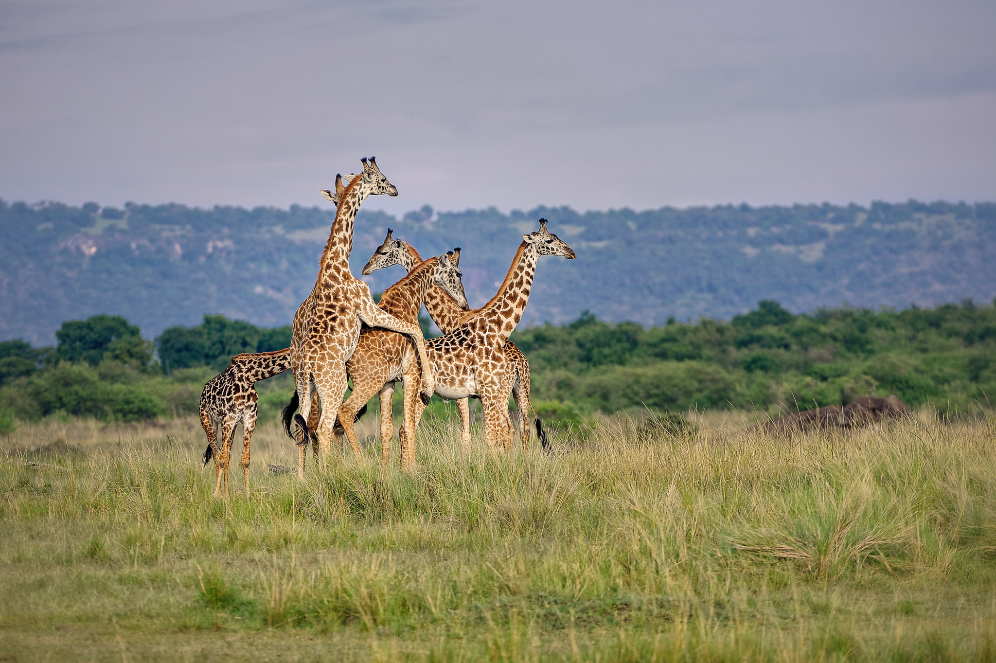 Giraffe Reproduction
