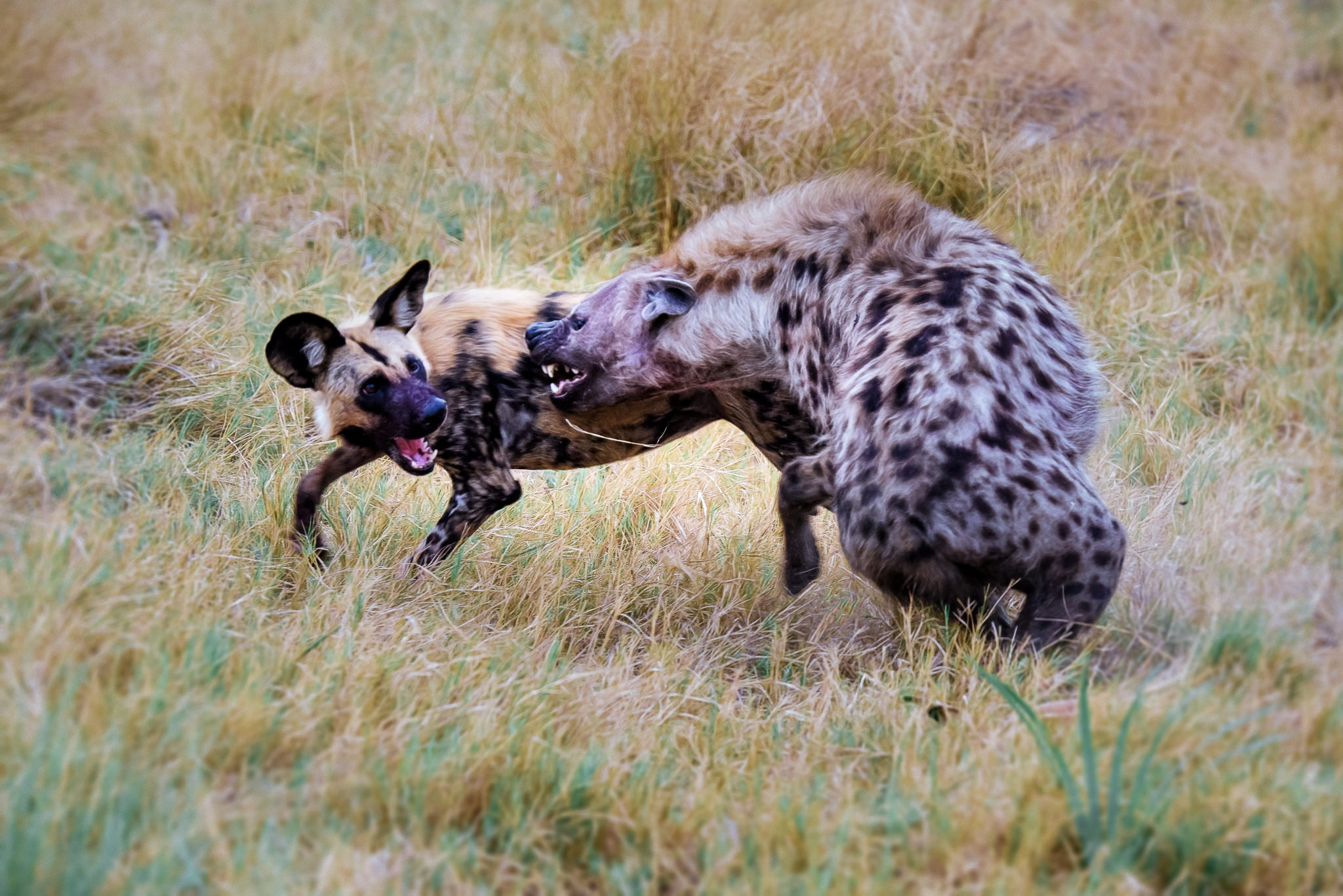 Hyena Attack