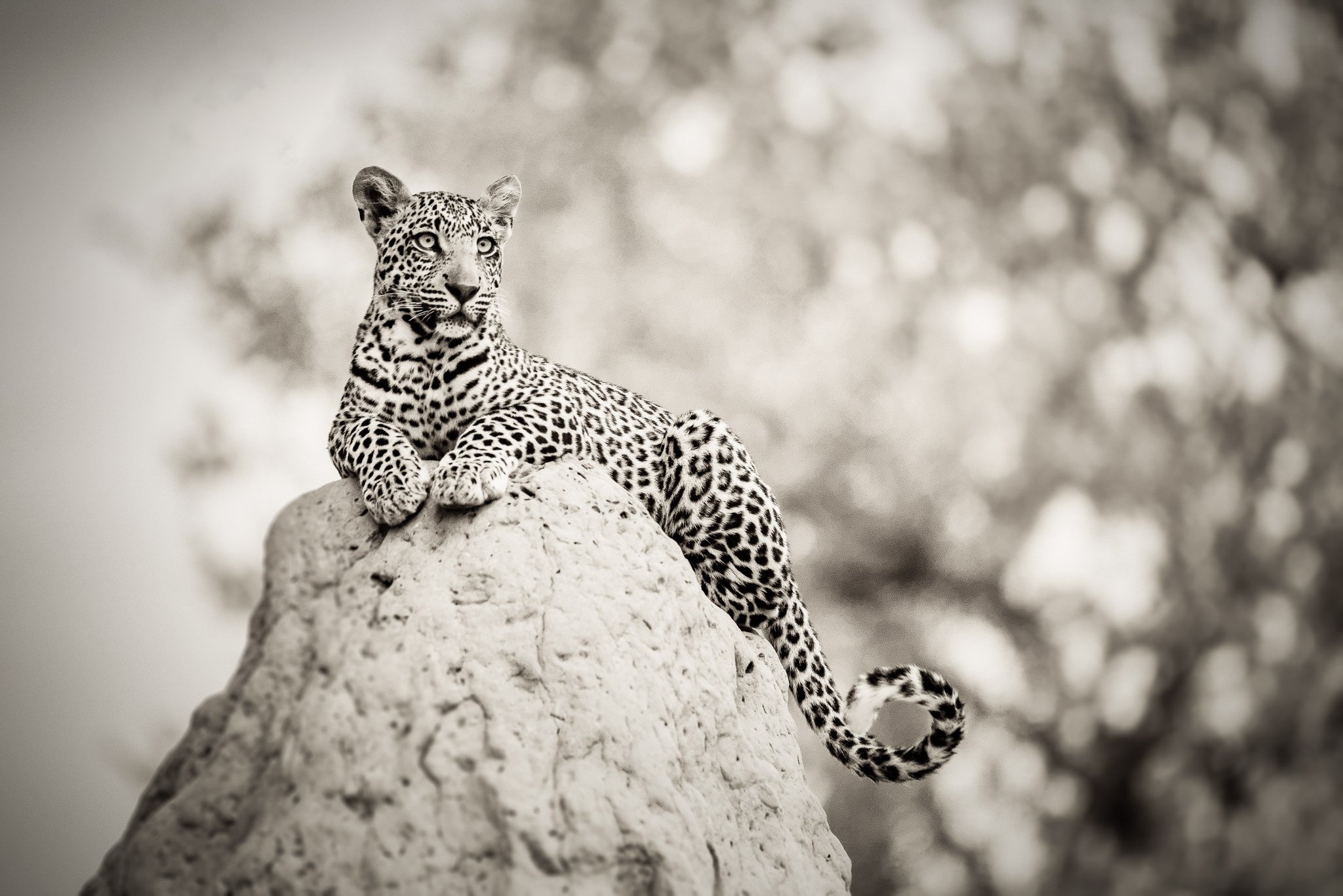 Leopard-on-Termite-Mound