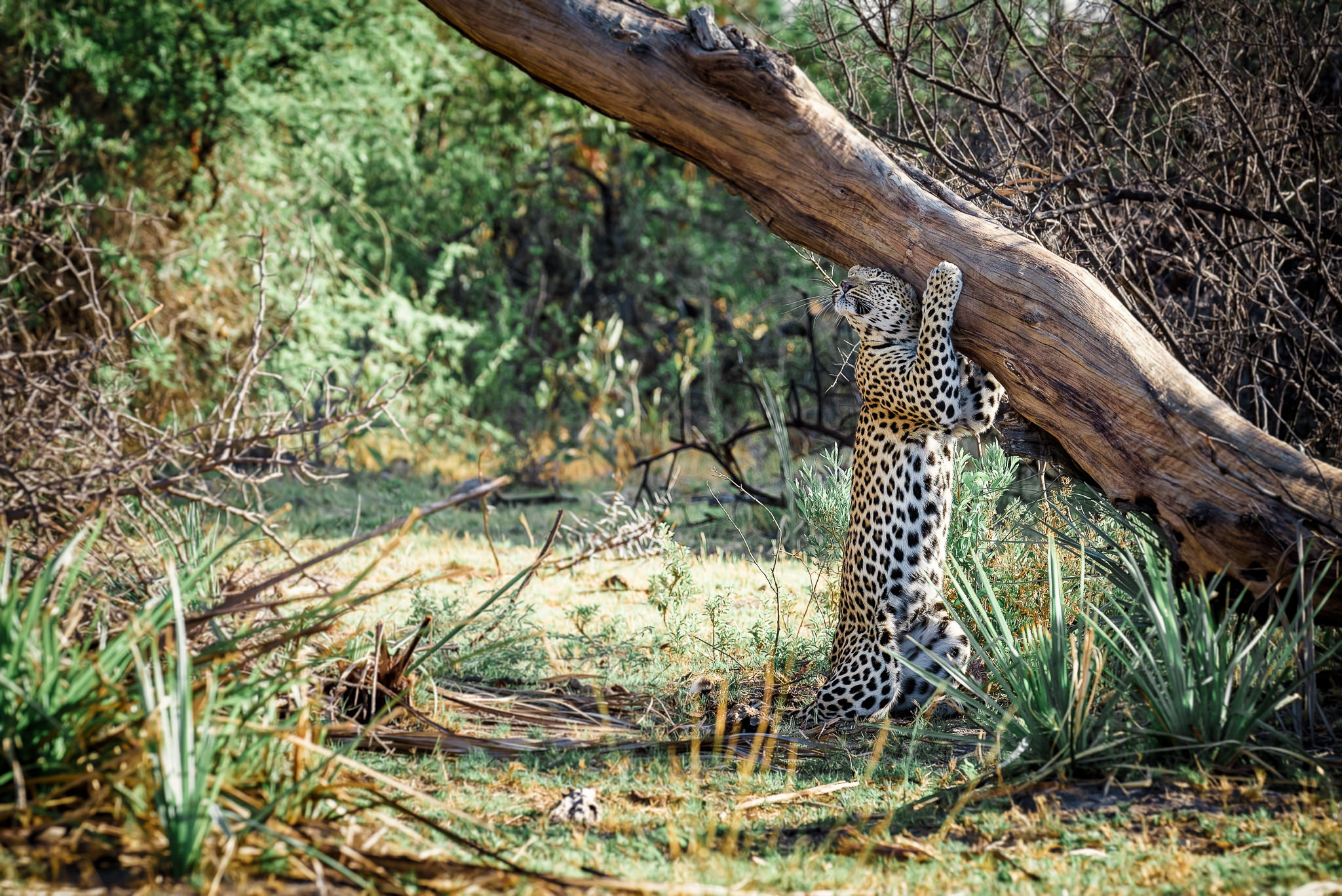 Scratching Leopard
