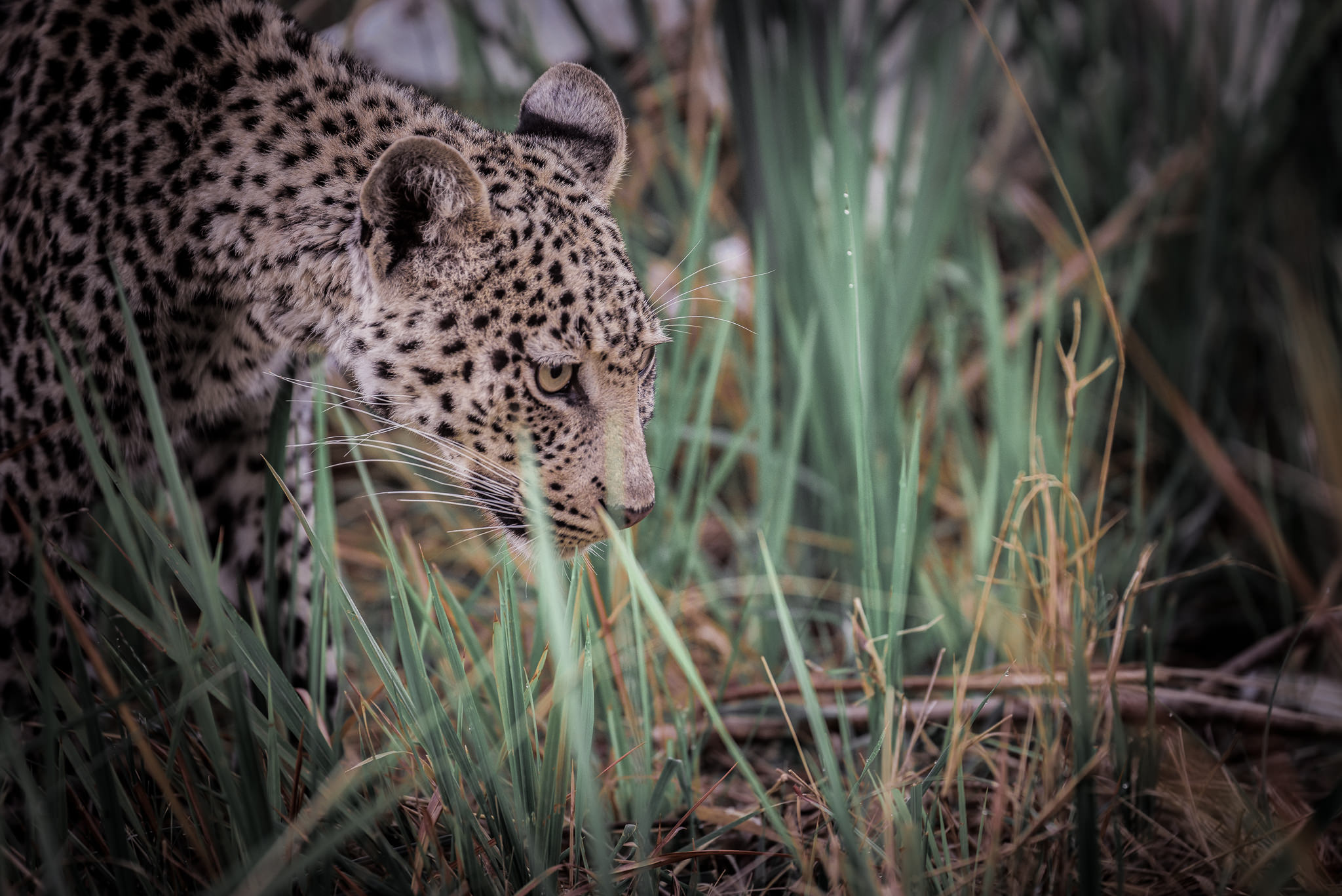 Juvenile Leopard